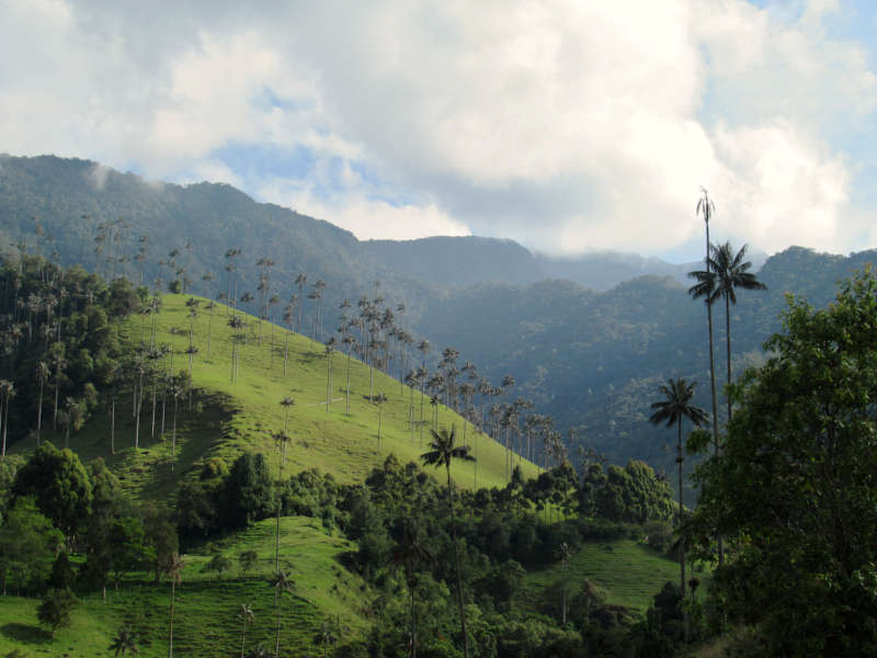 rolling green hills of the Cocora Valley in Salento, Colombia.