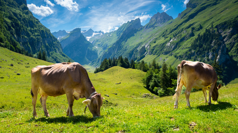 Rick Steves Says This Pretty Swiss Destination Has The Best 'Cow Culture' In The Alps